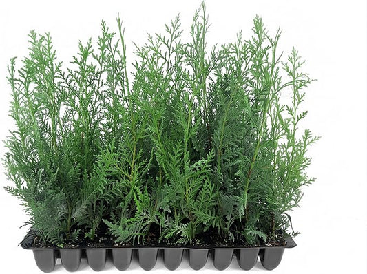 Murray Cypress | 40 Live Plants | Cupressocyparis leylandii 'Murray' | Fast Growing Privacy Trees | Evergreen Plants for Windbreaks