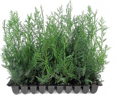 Murray Cypress | 60 Live Plants | Cupressocyparis leylandii 'Murray' | Fast Growing Privacy Trees | Evergreen Plants for Windbreaks