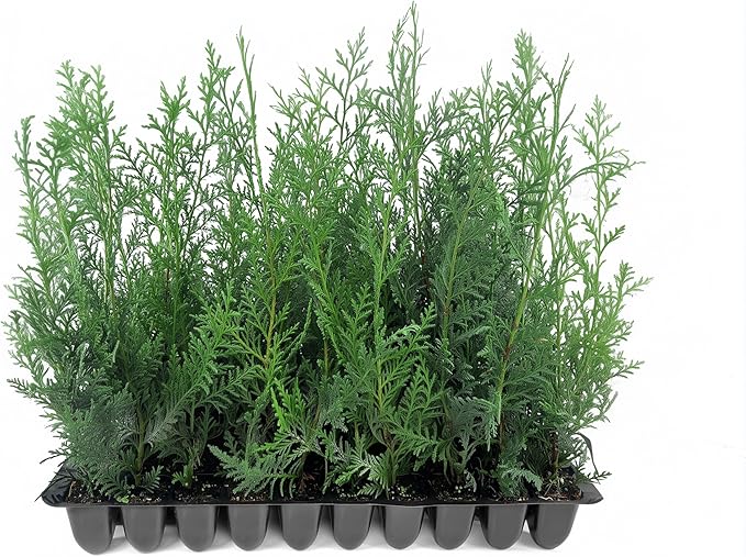 Murray Cypress | 20 Live Plants | Cupressocyparis leylandii 'Murray' | Fast Growing Privacy Trees | Evergreen Plants for Windbreaks