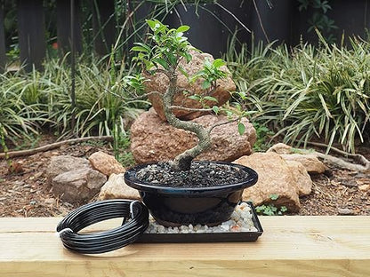 Anodized Aluminum 3.0mm Bonsai Training Wire 250g Large Roll (40 feet) - Choose Your Size and Color (3.0mm, Black)