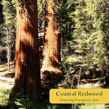 3 Coastal Redwood in 3.5” Nursery Cubes (Sequoia sempervirens) | Majestic Evergreen Tree for Shade, Privacy & Wildlife Support | Ready-to-Plant Live Starter Plants
