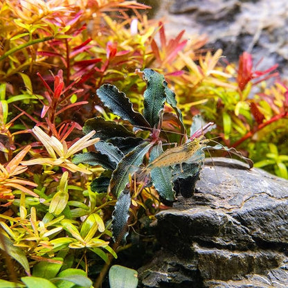 Ultum Nature Systems Live Tissue Culture - Bucephalandra Kedagang Round Mini - Easy Care - Low to Medium Light - Dark Green and Red Accent - Foreground - 100% Snail Free Grown in-Vitro - Small Cup