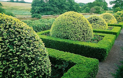 Winter Gem Boxwood - 15 Live Plants - Low Maintenance Formal Evergreen Hedge