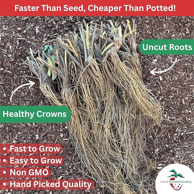 Everbearing Strawberry Plants - Harvest Strawberries Two to Three Times Per Year! Bare Root Everbearing Strawberry Plants from Hand Picked Nursery (5)