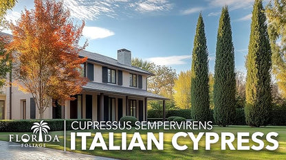 Italian Cypress | 1 Live 4 Inch Tree | Cupressus sempervirens | Narrow Evergreen Plants | Tall Privacy Landscaping | Upright Ornamental Outdoor Plant