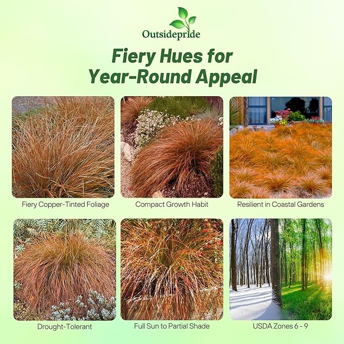 Outsidepride Carex Prairie Fire Ornamental Grass Seed – 400 Pcs. Perennial, Low-Maintenance, Drought-Tolerant Grass Seeds with Low Growing Foliage for Borders, Ground Covers, & Outdoor Living Spaces