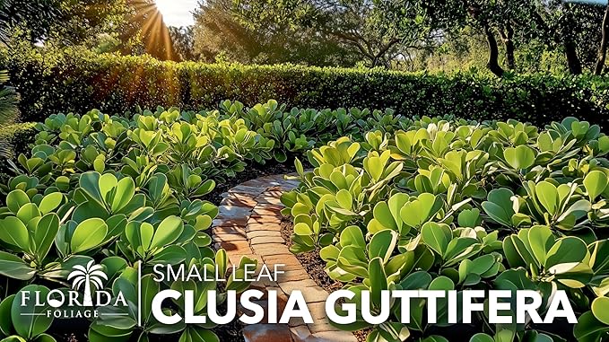 Clusia Guttifera Small Leaf | 3 Live Plants | Clusia guttifera | Privacy Hedge Plants | Evergreen Shrub for Tropical Landscaping