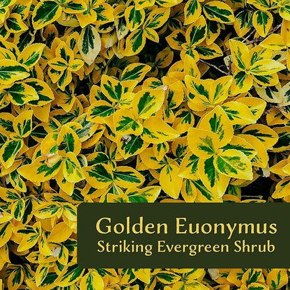 3 Golden Euonymus Shrubs | Live Plants in 2.5-inch Nursery Cubes | Japonica ‘Aureo-Marginatus’ Variety | Easy-Care Evergreen | Variegated Yellow-Green Foliage | Hedges & Shrubs for Home & Garden