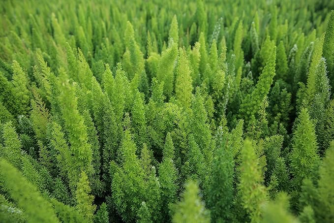 Foxtail Fern Plant - Live Asparagus Fern - 3 Gallon Pot - Overall Height 20" to 24" - Tropical Plants of Florida (Plant Only)