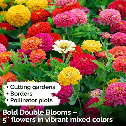 KVITER 550 Dahlia Zinnia Seeds for 2025 Mix (Zinnia Elegans) – Double Blooms, Heirloom & Organic – Flower Seeds for Planting Outdoors in Garden, Containers, Flower Beds. Ideal for Cut Flowers