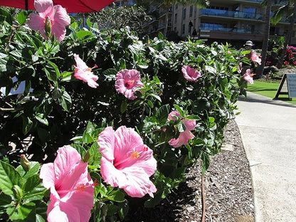 Pink Hibiscus. rosa-sinensis. Live Plant - Tropical Blooming Hibiscus, Pretty Flowers, Used in Tea and Juice (4 Pink Hibiscus sacs)