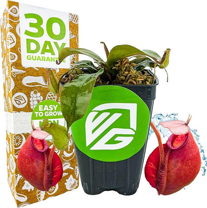 Lady Luck Carnivorous Pitcher Plant - Wellspring Gardens Starter Plant - Nepenthes Ampullaria x Ventricosa - Wellspring Gardens Live Tropical Carnivorous Houseplant