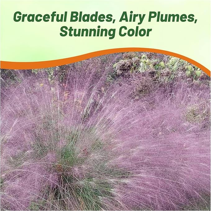 Outsidepride 1000 Seeds Perennial Eragrostis Spectabilis Ornamental Love Grass Seed for Planting