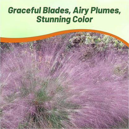 Outsidepride 1000 Seeds Perennial Eragrostis Spectabilis Ornamental Love Grass Seed for Planting