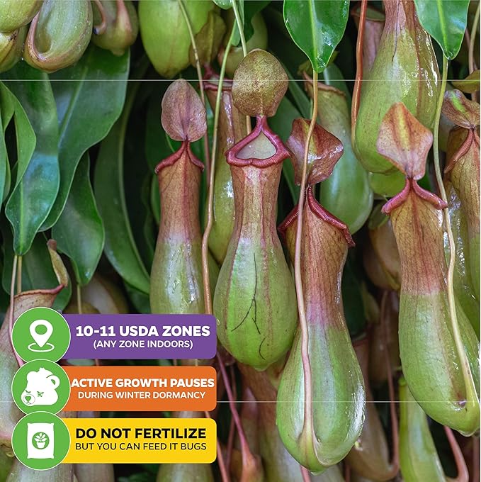 Miranda Carnivorous Pitcher Plant - Nepenthes Miranda - Wellspring Gardens Starter Plant - Unique & Exotic Tropical for Indoor/Outdoor Growing & Planting - Easy to Grow, Great for Nature Lovers