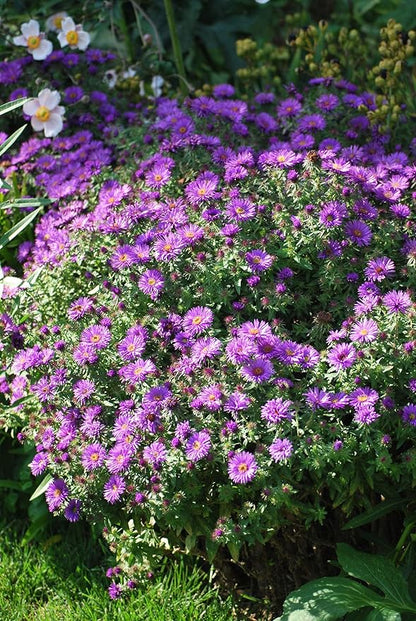 Perennial Farm Aster Novae-Angliae 'Purple Dome' – Live Dwarf New England Perennial in #1 Container, Compact Habit with Violet-Purple Blooms, Late Season, Pollinator Friendly, Ideal for Borders & Beds