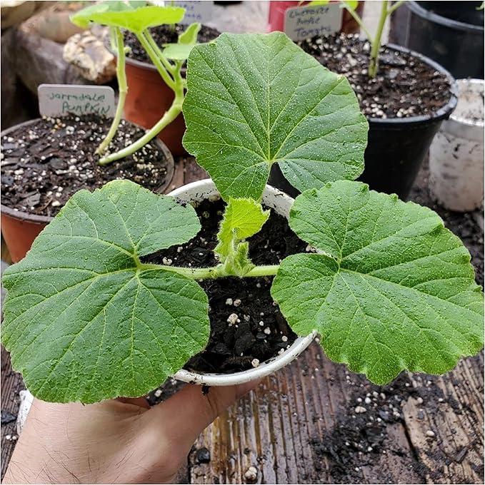 Seed Needs Spooky Blend Pumpkin Seeds - 30 Heirloom Seeds for Planting (Lumina White, Jack O Lantern, Baby Boo, Blue Jarrahdale, Cinderella & More!) Non-GMO & Untreated (1 Small Pack)
