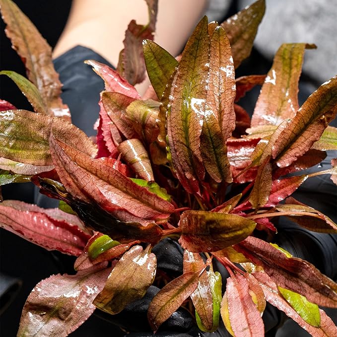 Cryptocoryne parva in Vitro Tissue Culture Small Cup