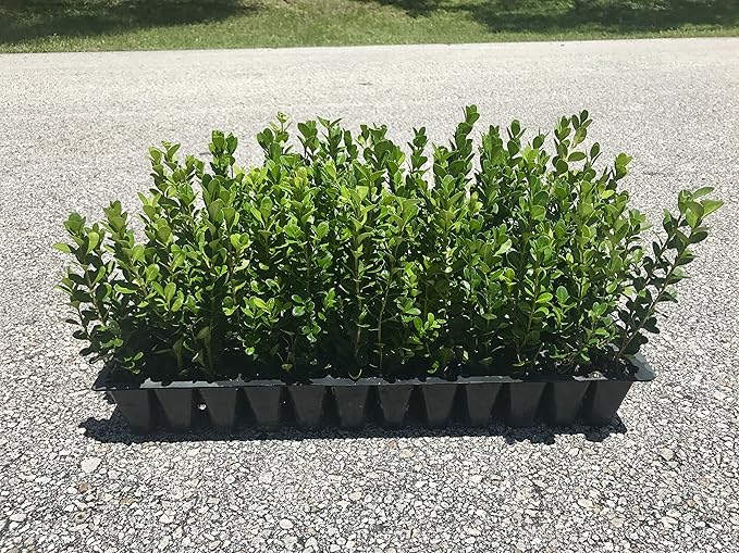 Winter Gem Boxwood - 15 Live Plants - Low Maintenance Formal Evergreen Hedge