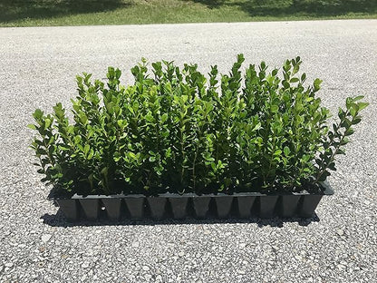 Winter Gem Boxwood - 15 Live Plants - Low Maintenance Formal Evergreen Hedge