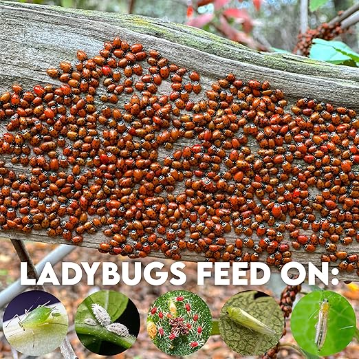 3,000 Live Ladybugs – Natural Aphid Control | Pre-Fed Hippodamia Convergens | Guaranteed Live Arrival