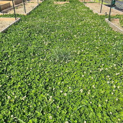Micro Clover Seed for Lawn - 1 Oz - ~25,000 Microclover Seeds for Planting - Drought-Tolerant Mini Grass Alternative by Mountain Valley Seed Company