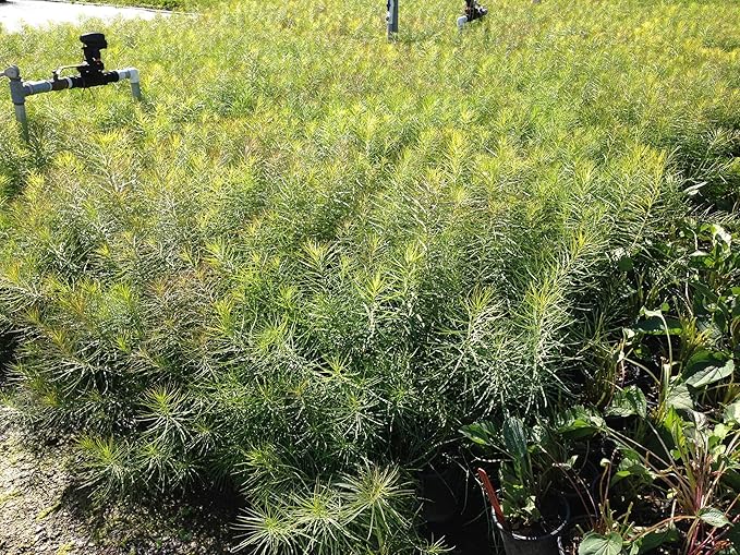 Perennial Farm Amsonia Hubrichtii – LLive Threadleaf Bluestar Perennial Plant, Size #1 Container, Soft Powder Blue Flowers with Fine Textured Foliage – Drought Tolerant, Fall Color Interest