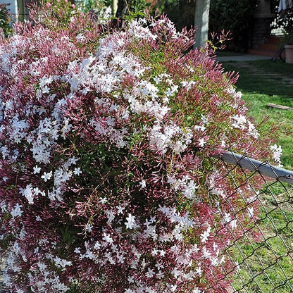 Pink Jasmine Vine - Jasminum Polyanthum - Fragrant & Blooming, Perfect for Indoor/Outdoor Decor (4 Pink jas sacs)