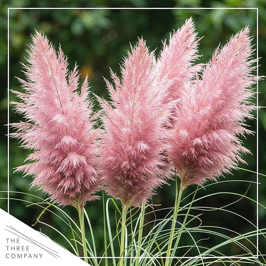 Ornamental Assorted Pink and White Grass (2 Plants Per Pack) - Live Decorative Plant - 12" Tall by 6" Wide in 1.5 Qt Pot