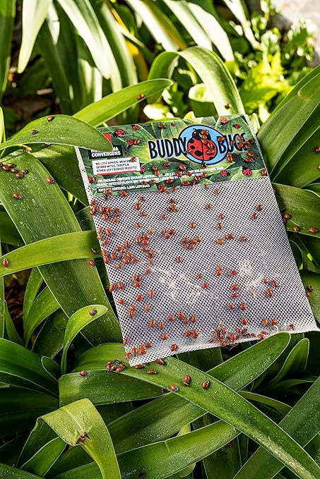 3,000 Live Ladybugs – Natural Aphid Control | Pre-Fed Hippodamia Convergens | Guaranteed Live Arrival