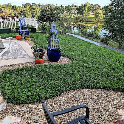 Outsidepride Perennial White MiniClover Seed - 1/4 lb. Dwarf, Small-Leaved, Drought & Wear-Tolerant Micro Clover Seeds for Lawn, Ideal Low-Maintenance & Easy to Grow Ground Cover Seeds for Home Yard