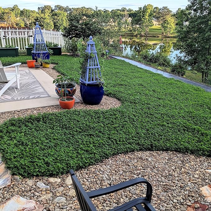 Outsidepride Perennial White MiniClover Seed - 1 lb. Dwarf, Small-Leaved, Drought & Wear-Tolerant Micro Clover Seeds for Lawn, Ideal Low-Maintenance & Easy to Grow Ground Cover Seeds for Home Yard